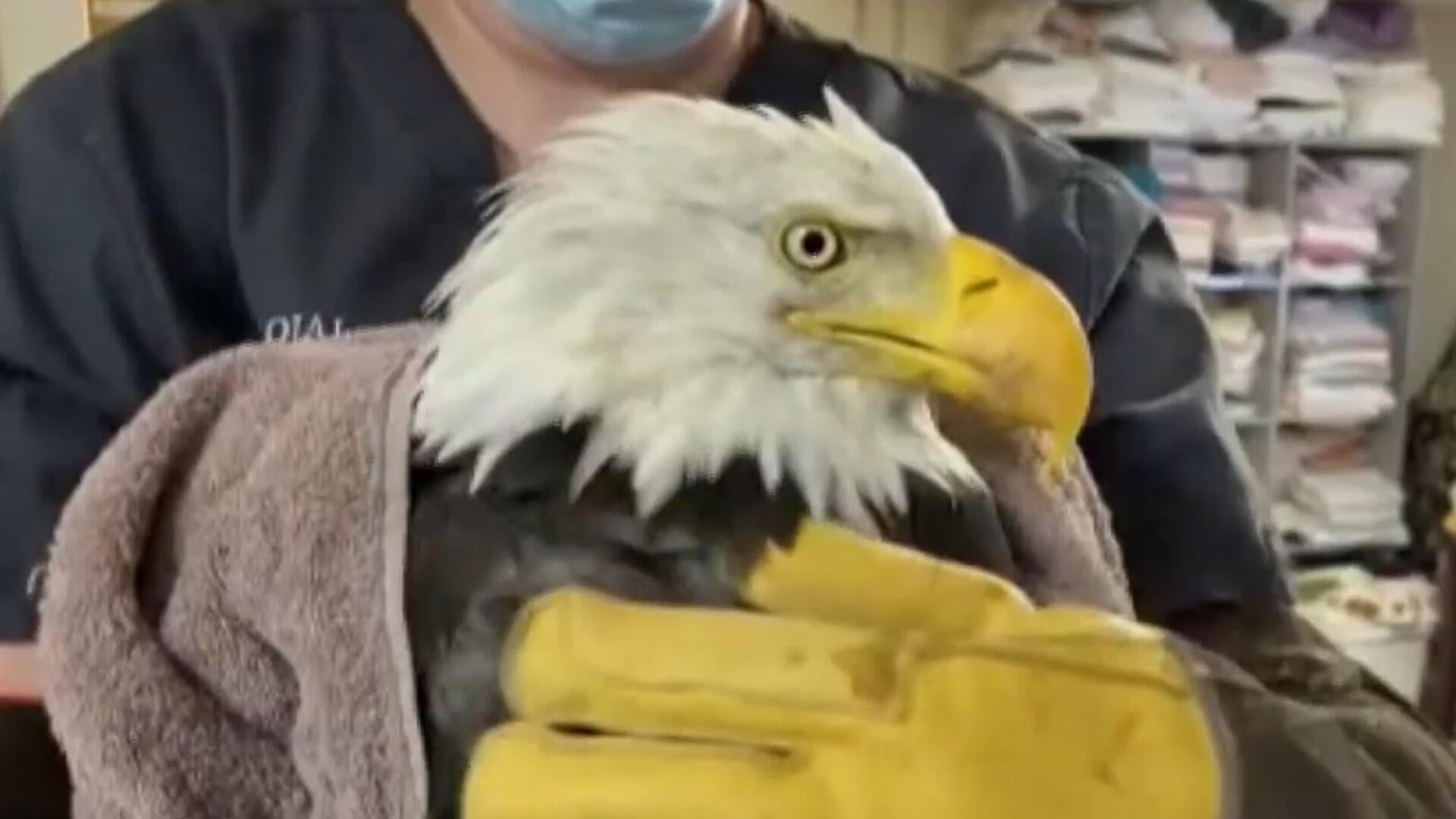 Big Bear bald eagle Jackie has died, California veterinary center says