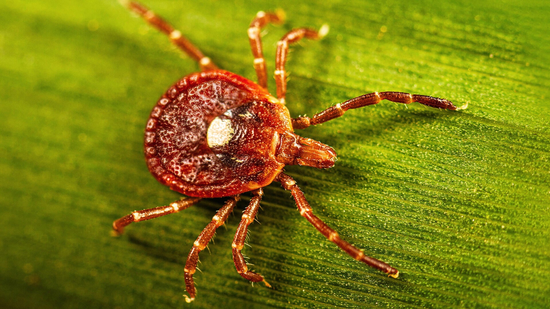 The explosion of ticks and Alpha-gal syndrome