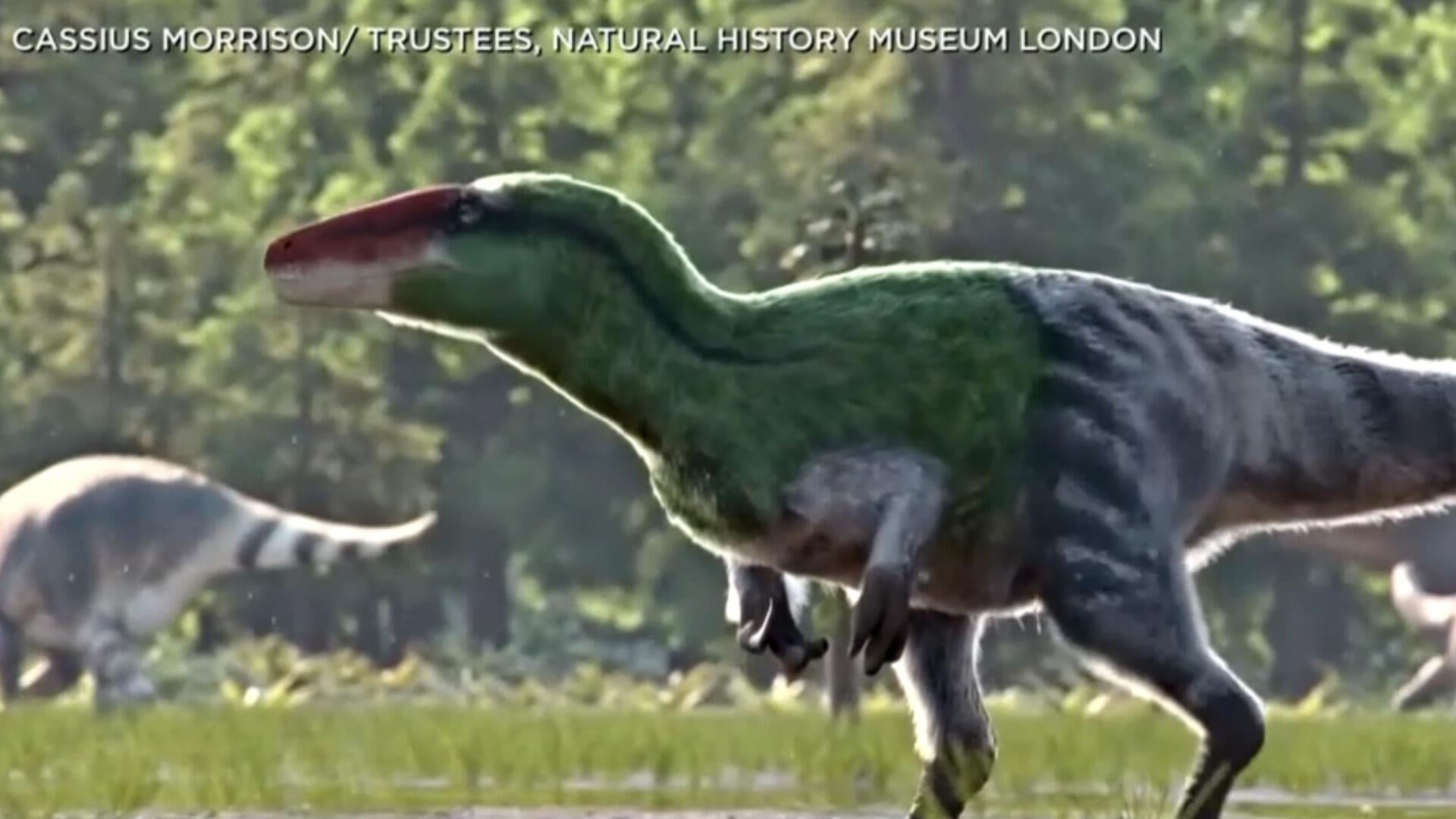 Fossil overlooked for 100 years ID'd as new dinosaur species