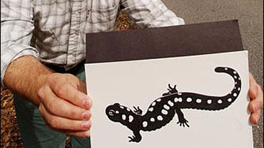 Salamander Crossing 