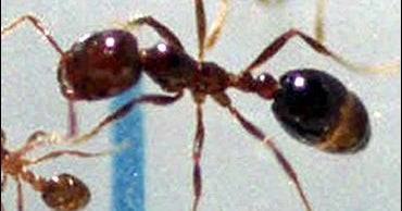 Death Penalty For Chinese Ant Farm Scammer - CBS News