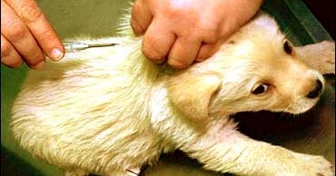 Are Implanted Microchips Safe? CBS News