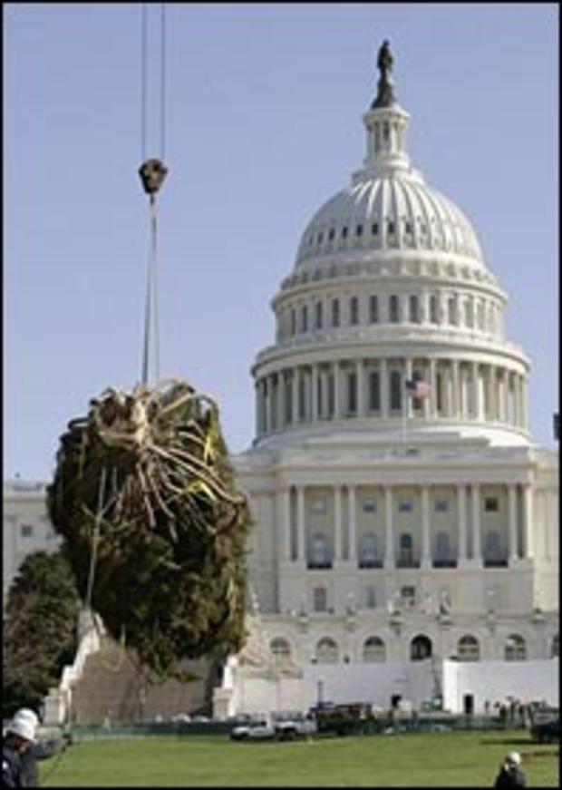 The Capitol Tree 