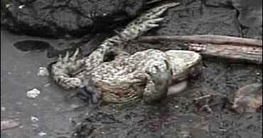 Exploding Toads Baffle Scientists CBS News