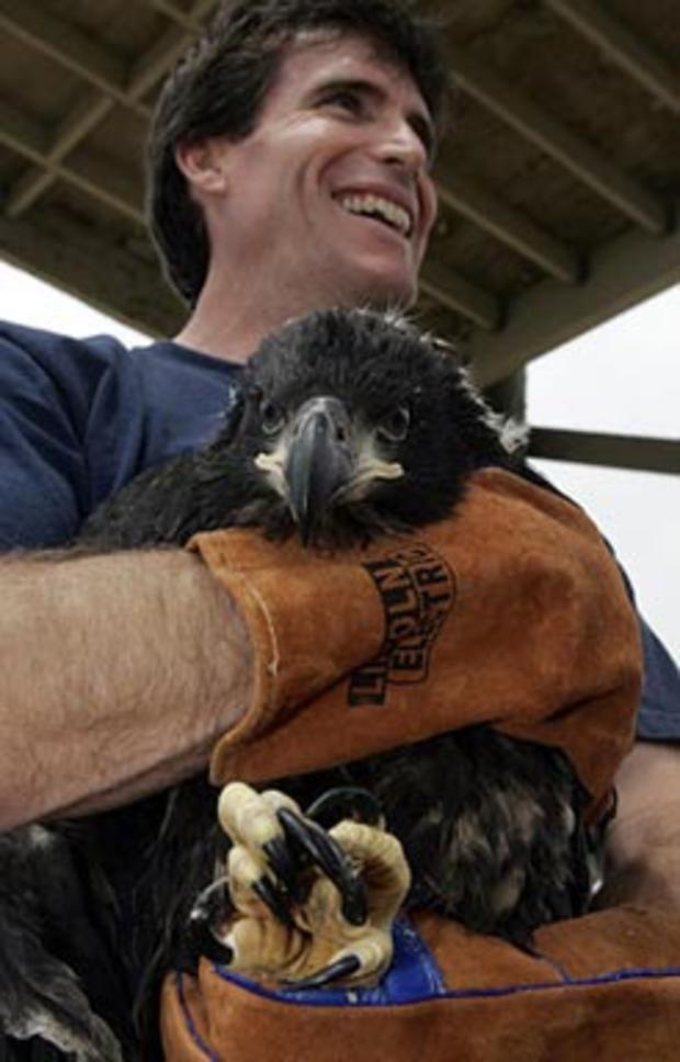 Eagle In His Arms 