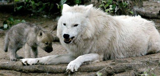 Wolf Little, Wolf Big 