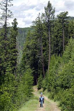 Shasta Groene Husband - aiza706