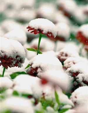 image917744.gif 