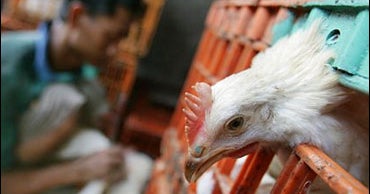 Panel Europe Ready For Bird Flu? CBS News