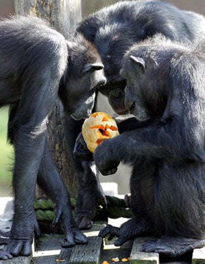 Zoo Fun 