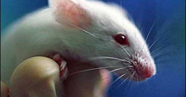 Mice Born With Human Brain Cells CBS News
