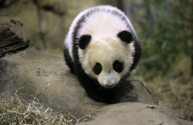 Panda-monium 