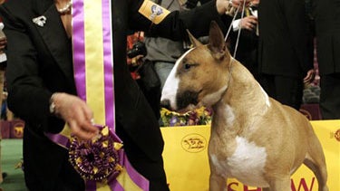 Best In Show 