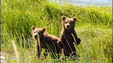 bears at McNeil River State Game Sanctuary 2006 