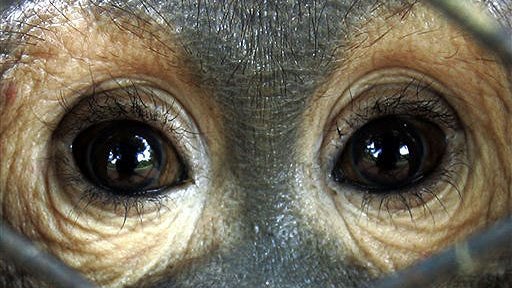 Eyes Of The Orangutan 