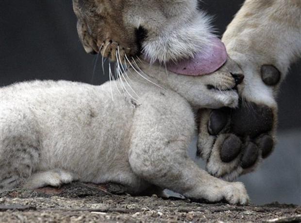 Lick Of A Lioness 