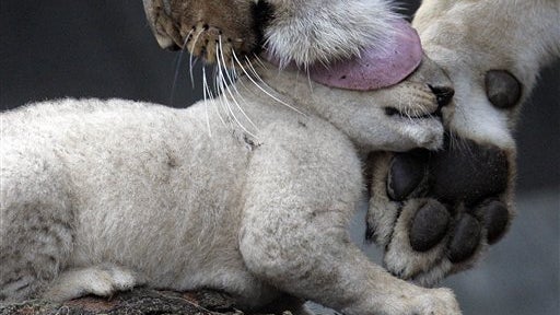Lick Of A Lioness 