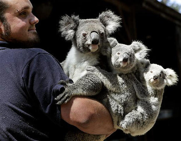 Koalas In Tow 