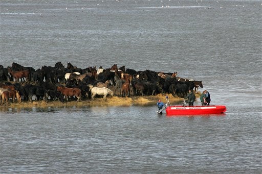 Horse Rescue
