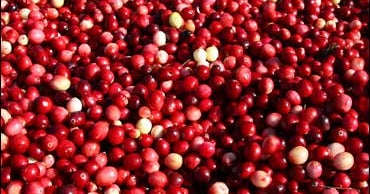 Study Cranberries Boost Cancer Drug CBS News