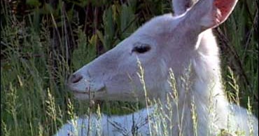 Can These Rare White Deer Be Saved? CBS News