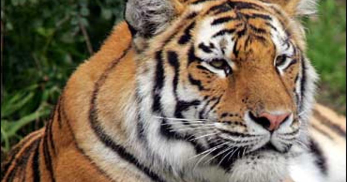 Zoo Goers Watch Tiger Maul Trainer - CBS News