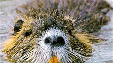 Nutria, U. S. Geological Survey - Biological Resources Discipline 