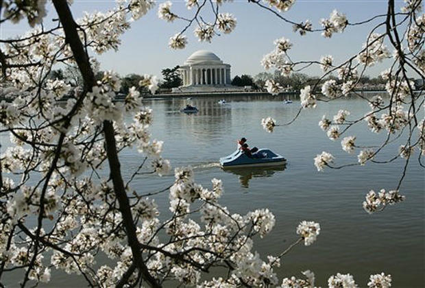 Blossom Boat Ride 