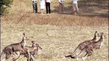 Kangaroos in Canberra, Australia 