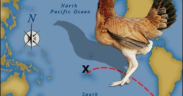 Did Chickens Beat Columbus To New World? CBS News