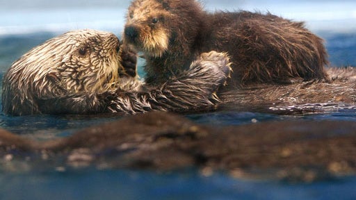 Buoyant Baby 