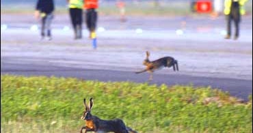 Hare Traffic Control: Rabbits Shut Airport - CBS News, image size:370x194