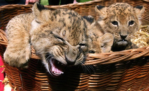 Three Of Cubs 