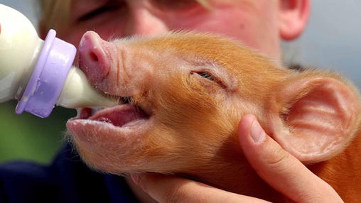 This Little Piggy ... 