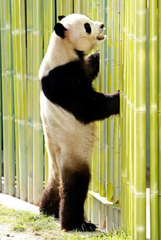 Panda Stand 
