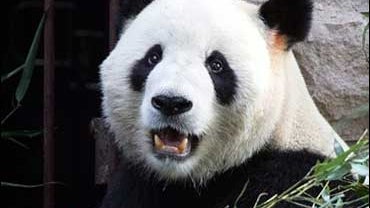 Don't mess around with Gu Gu 