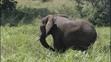 Sudanese Elephant 