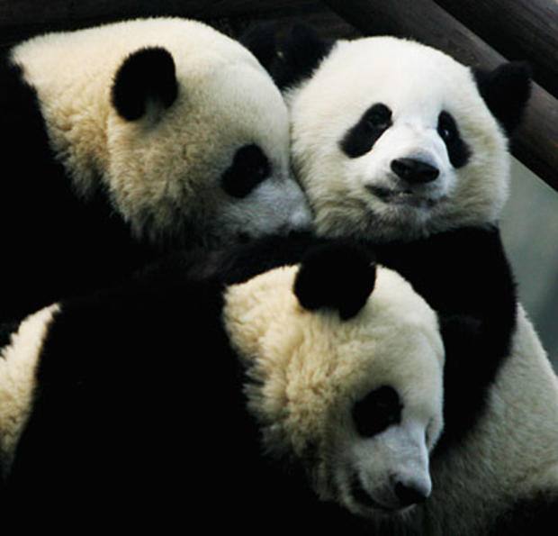 Pandas At Play 
