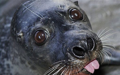 Slipping Some Tongue 