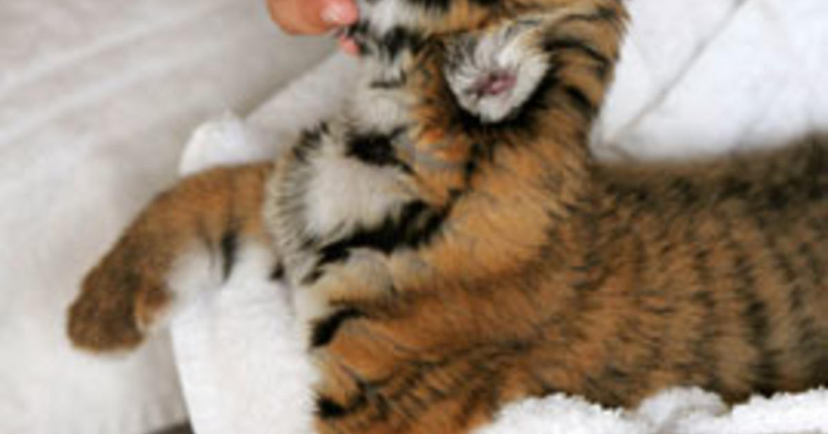 OKC Zoo celebrates Sumatran tiger twins' first birthday