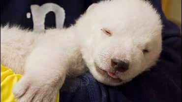 Germany's new polar bear celebrity: Flocke 