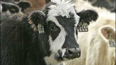 L. Hruska U.S. Meat Animal Research Center 