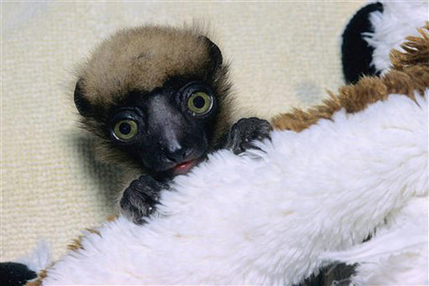 Little Lemur 
