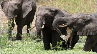 Elephants at a watering hole in Tembe Elephant Park, Northern KwaZulu Natal province, South Africa 