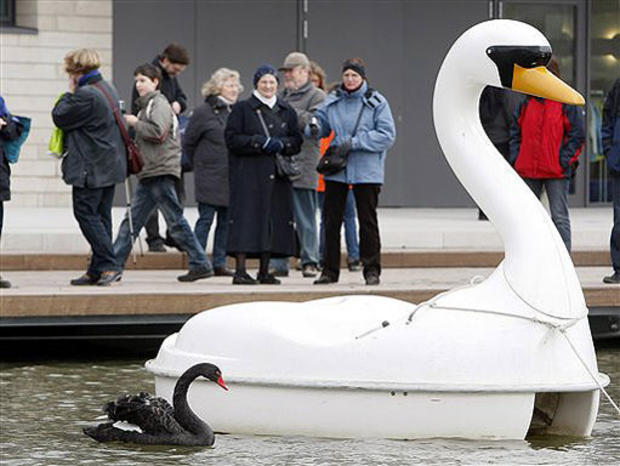 Love Struck Swan 