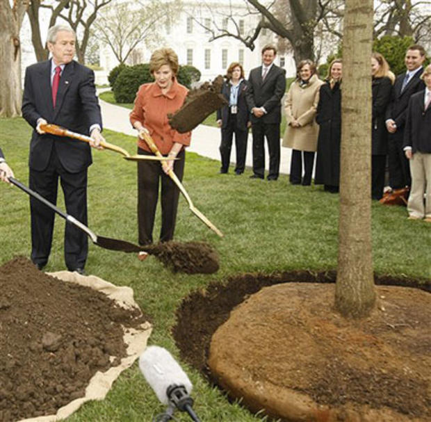 A Tree Grows In Washington 