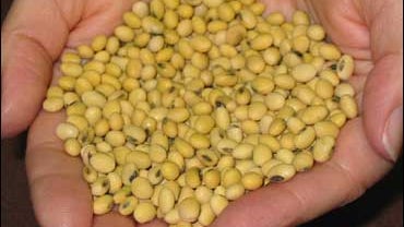 Monsanto's Roundup Ready soybean seeds 