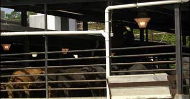 More Slaughterhouses Cited For Abuse CBS News