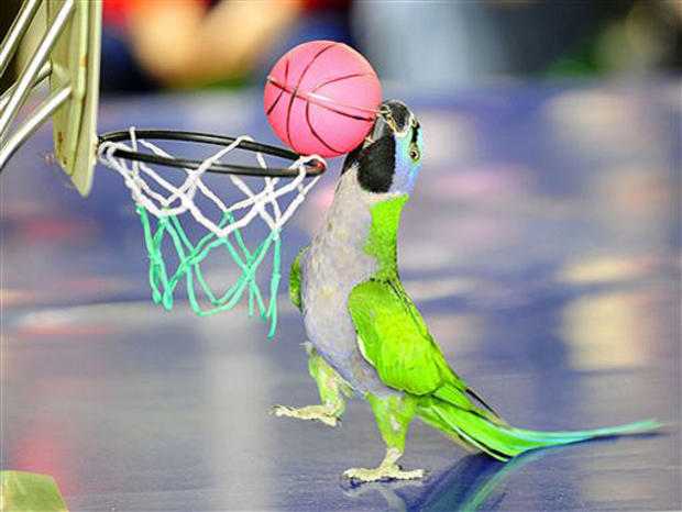 Parrot's Play 