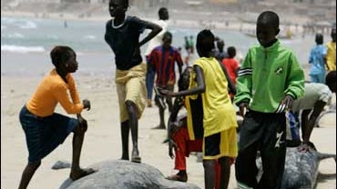 Children play on the bodies of dead beached whales 